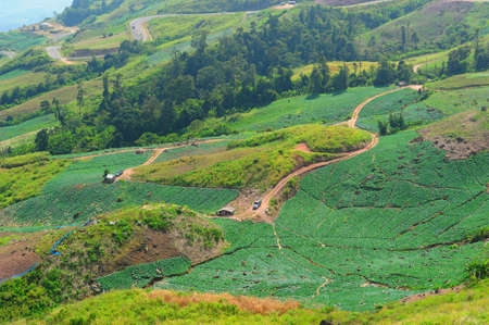 Landscape of cabbage field at Phuhin rongkla, Thailandの写真素材