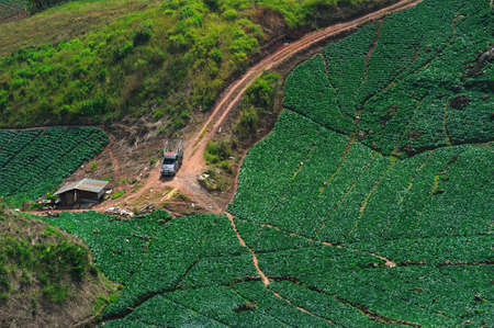 Landscape of cabbage field at Phuhin rongkla, Thailandの写真素材