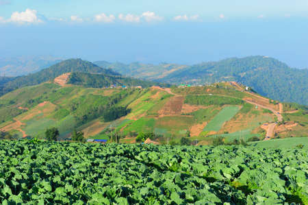 Landscape of cabbage field at Phuhin rongkla, Thailandの写真素材
