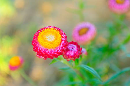 Strawflower at Phuhin rongkla national park, Thailandの写真素材