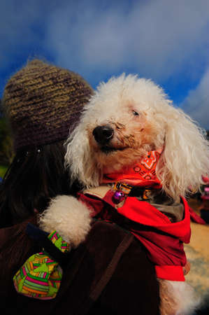 Cute Poodel dog is enjoy with people during travelling
