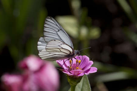The white butterfly on a pink flowerの写真素材