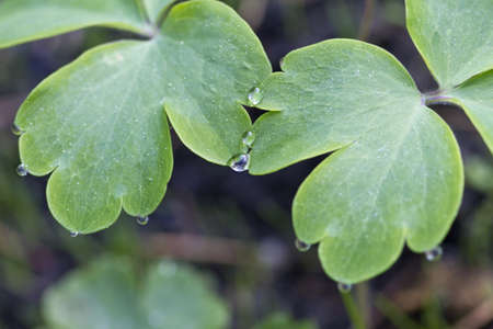 Two sheets with one general drop of dew