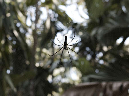 Black widow spiderの写真素材