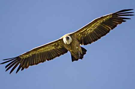 Great vulture with large wings flying in the sky