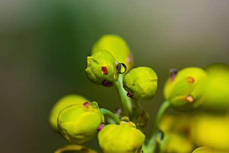 Green plants in foreground with a drop of water