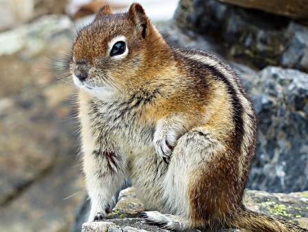Cute squirrel is posing in the rocksの写真素材