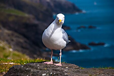 Seagull is posing in the top of the cliffs