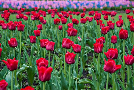 Plenty of red tulips in the parkの写真素材