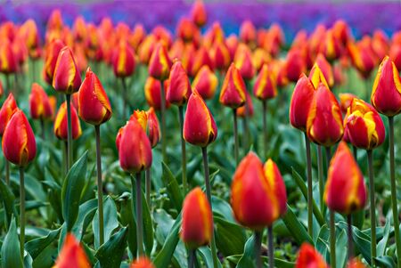 Beautiful orange tulips with green leavesの写真素材