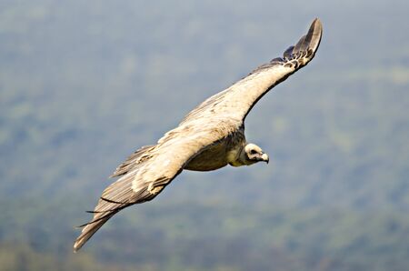 Wild vulture flying with wings fully extendedの写真素材