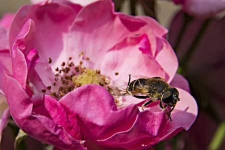 Bee posing in the top of a pink flowerの写真素材