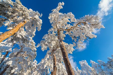 Snow covered trees in the winter forest