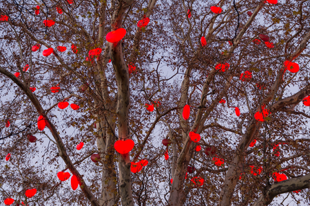 A tree illuminated at Christmasの写真素材