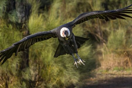 Andean condor flyingの写真素材