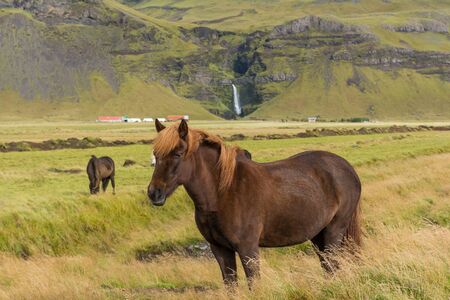 Icelandic horses grazing on the grassの写真素材