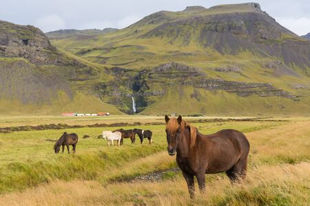 Icelandic horses grazing on the grassの写真素材