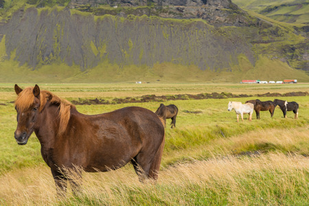 Icelandic horses grazing on the grassの写真素材