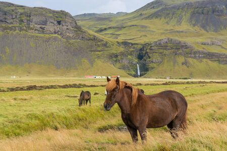 Icelandic horses grazing on the grassの写真素材