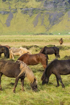 Icelandic horses grazing on the grassの写真素材