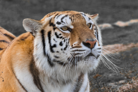 Close up portrait of a tigerの写真素材