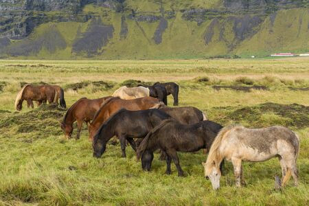 Icelandic horses grazing on the grassの写真素材