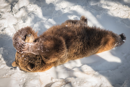 A bear relaxing in the snowの写真素材