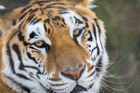 Close up portrait of a tigerの写真素材