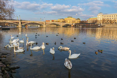 Swans in Vltava river at sunset, Prague, Czech Republicの写真素材