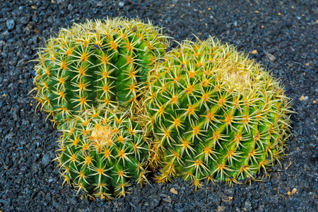 Cactus garden in Guatiza, Lanzarote, Canary Islands, Spainの写真素材