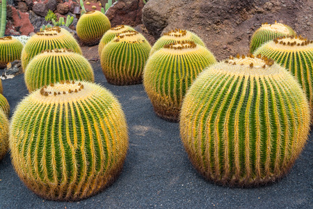 Cactus garden in Guatiza, Lanzarote, Canary Islands, Spainの写真素材