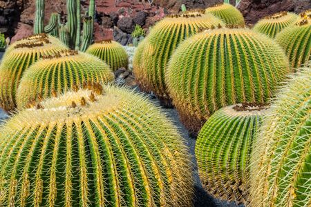 Cactus garden in Guatiza, Lanzarote, Canary Islands, Spainの写真素材