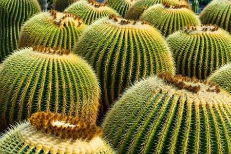 Cactus garden in Guatiza, Lanzarote, Canary Islands, Spainの写真素材