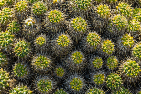 Background of Echinus plant in cactus garden, Guatiza, Lanzarote, Canary Islands, Spainの写真素材