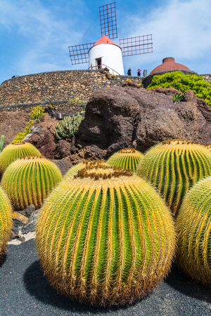 View of cactus garden in Guatiza village, Lanzarote, Canary Islands, Spainの写真素材