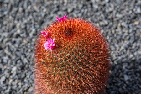 Cactus garden in Guatiza, Lanzarote, Canary Islands, Spainの写真素材