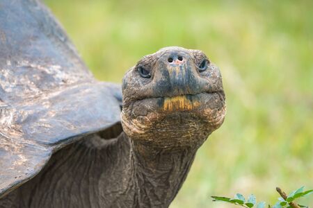 Close up of giant turtle in El Chato Tortoise Reserve, Galapagos Island, Ecuadorの写真素材