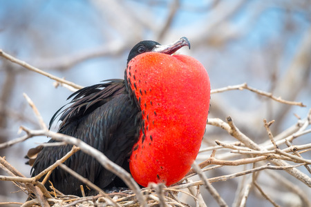 Male Magnificent Frigate bird (Fregata magnificens) With inflated throat pouch on North Seymour Island, Galapagos National Park, Ecuadorの写真素材