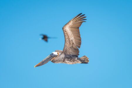 Brown Pelican flying in Santa Cruz island, Galapagos islands, Ecuadorの写真素材