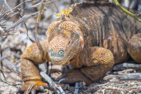 Big land iguana endemic to the Galapagos islands, Ecuadorの写真素材