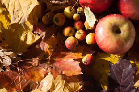 Apple backgroundの写真素材