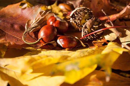 Apple backgroundの写真素材