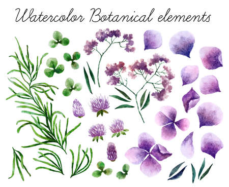 Big set of watercolor botanical elements. Beautiful botanical elements isolated on white background. Hand drawn herbs and flowers for your design. の写真素材