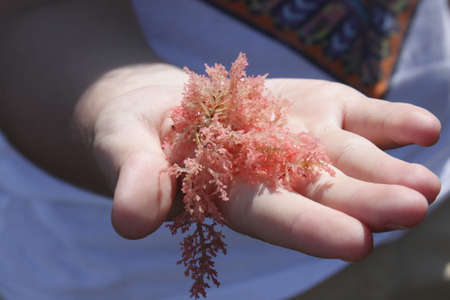 marine plant at the handの写真素材