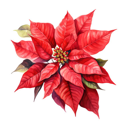 watercolor of a bunch of red poinsettiasの素材