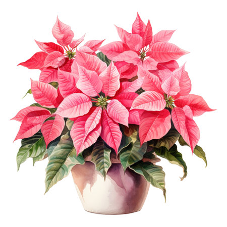 watercolor of a bunch of pink poinsettiasの素材