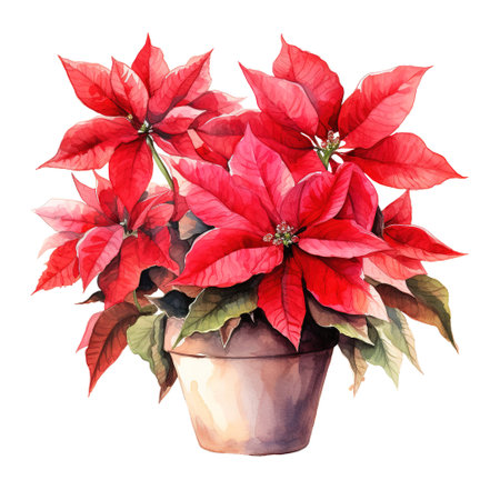 watercolor of a bunch of red poinsettiasの素材