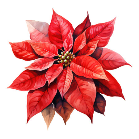 watercolor of a bunch of red poinsettias. AI generated imageの素材