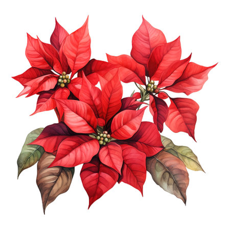 watercolor of a bunch of red poinsettias. AI generated imageの素材