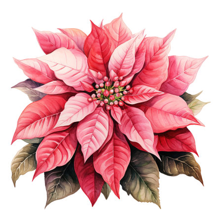 watercolor of a bunch of pink poinsettias. AI generated imageの素材